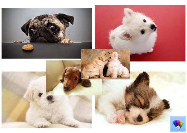 Cute Puppies for Windows 8
