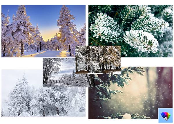 Winter Trees theme for Windows 8