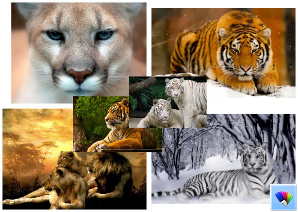 Big Cats theme for Windows 8