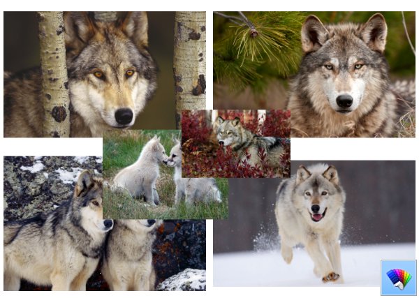 Wild Wolves theme for Windows 8