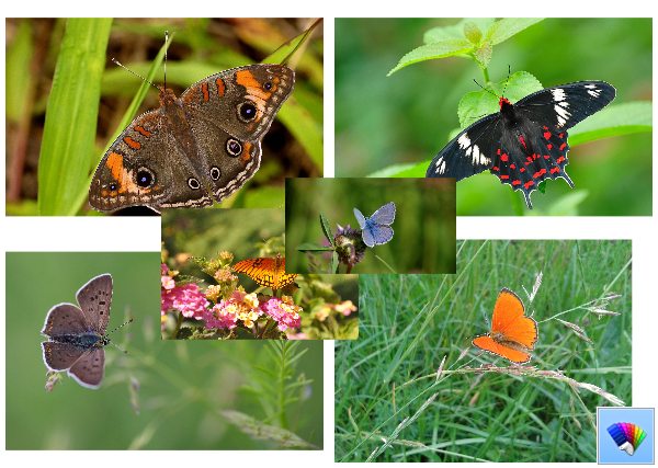 Beautiful Butterflies theme for Windows 8