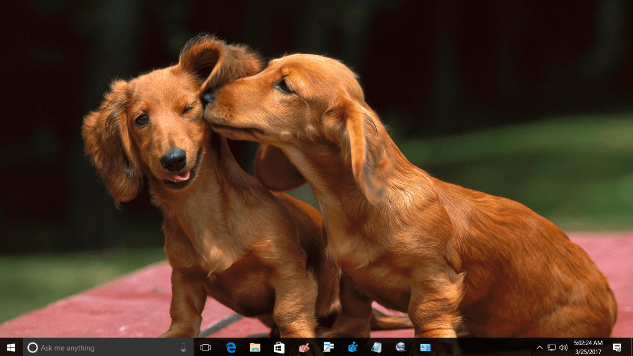 Download Animal Affection theme for Windows 10, 8 and 7