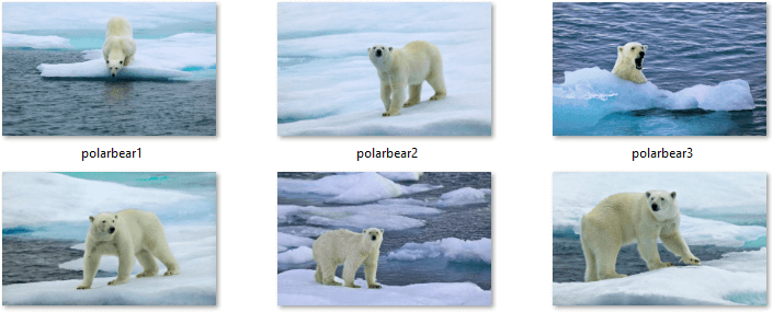 Polar Bears Themepack Images