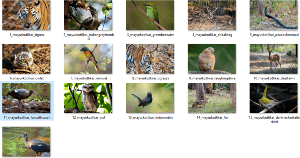 Indian Wildlife Themepack 1