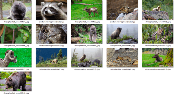 Pacific-Northwest-Wildlife-themepack-1.p