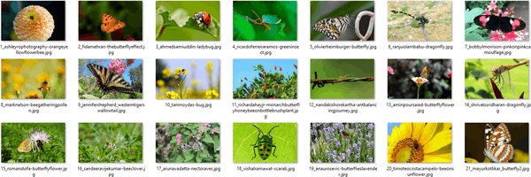 Community Showcase Insects theme for Windows 10, 8 and 7 Insects-3-themepack-wallpapers