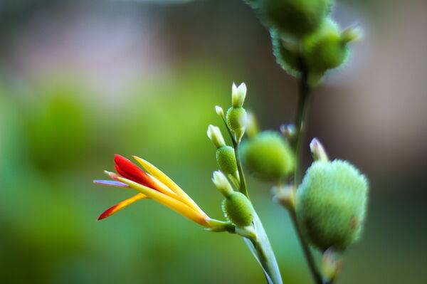 Bfantinatti Flower Bud