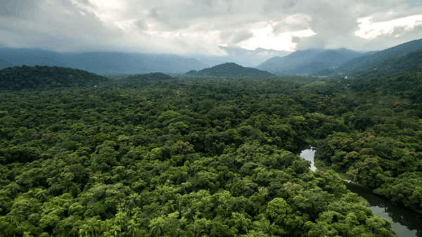 Amazon Landscapes