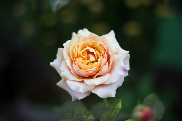 Vovalente Rose