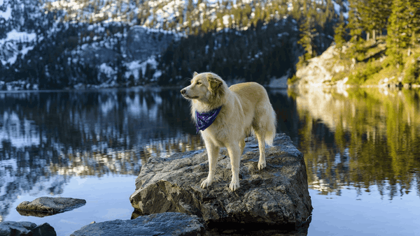 Dogs In Winter